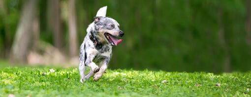 Corsa di cani