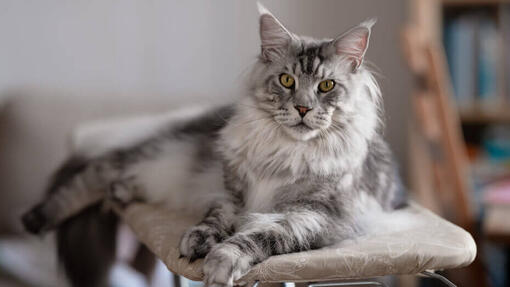 Maine Coon