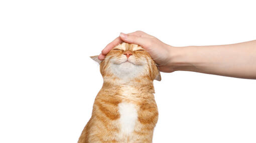 I gatti sanno sorridere?