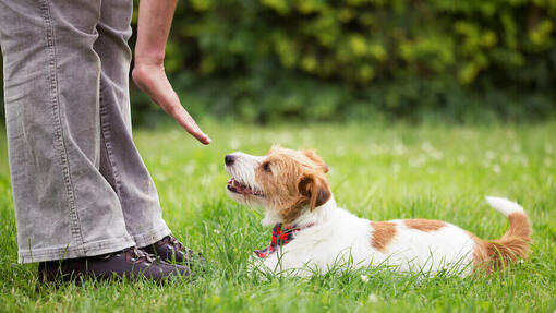 Persona che addestra un cane a sdraiarsi