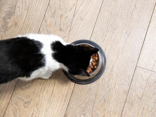 Gatto che mangia da una ciotola