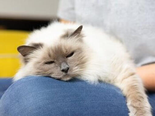 Gatto che dorme sulla gamba del proprietario