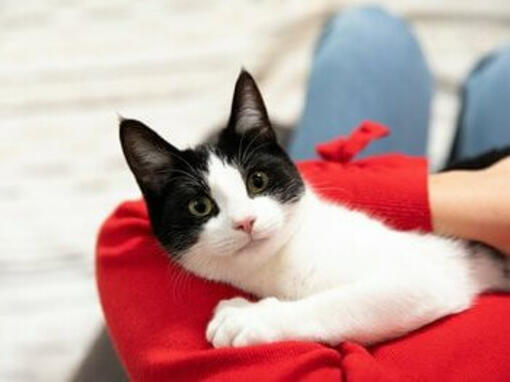 Gatto che fissa il proprietario