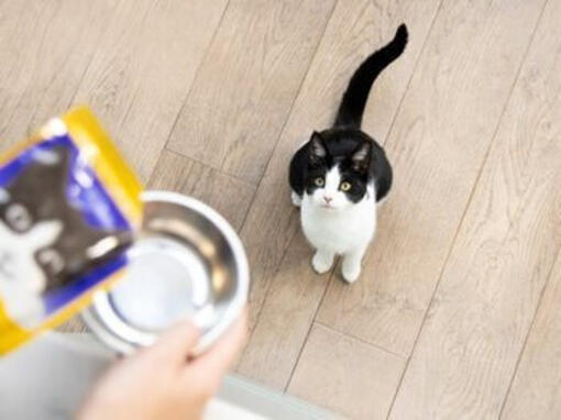 Gatto che fissa la ciotola