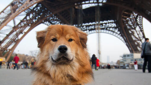 Cane in Francia