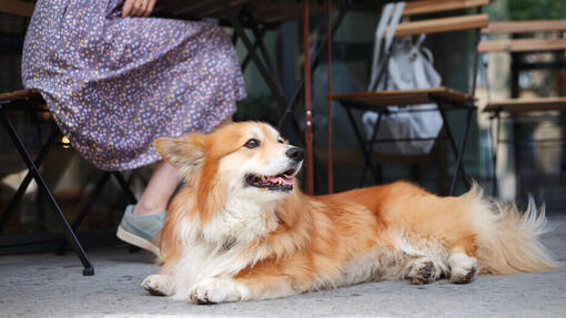 Cane seduto fuori