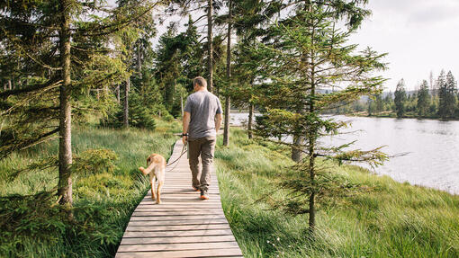 Cane e uomo in una passeggiata