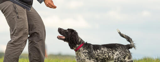 Persona che addestra il cane in un campo - Hero