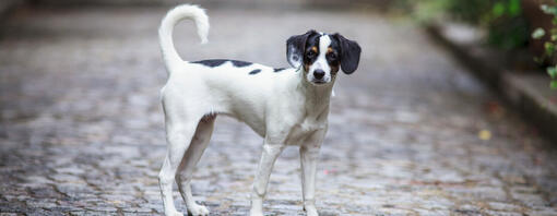Cucciolo sul marciapiede