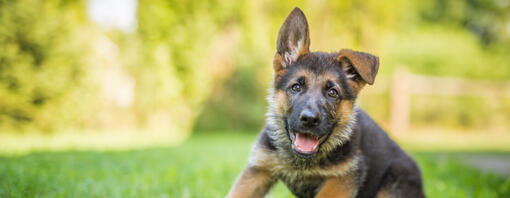 Cane pastore tedesco carino