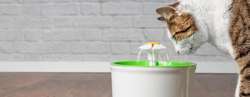 Gatto che guarda una fontana d'acqua giocattolo - Hero