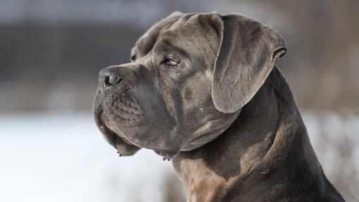 cane corso