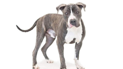 American Pitbull Terrier