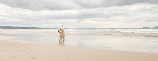 Cane su una spiaggia