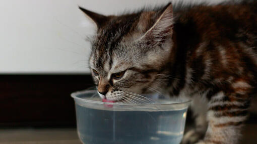 Gatto che beve acqua dalla ciotola