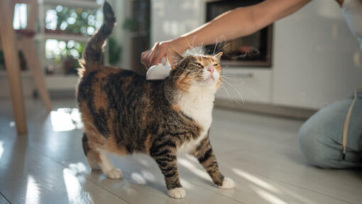Gatto in toelettatura