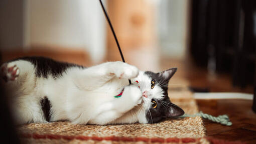 Gioco di gatti