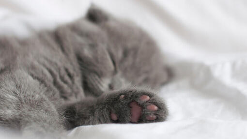 Gattino che dorme