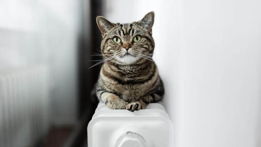 Gatto seduto