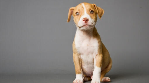 Pitbull Americano
