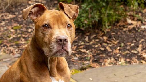 Pitbull Americano