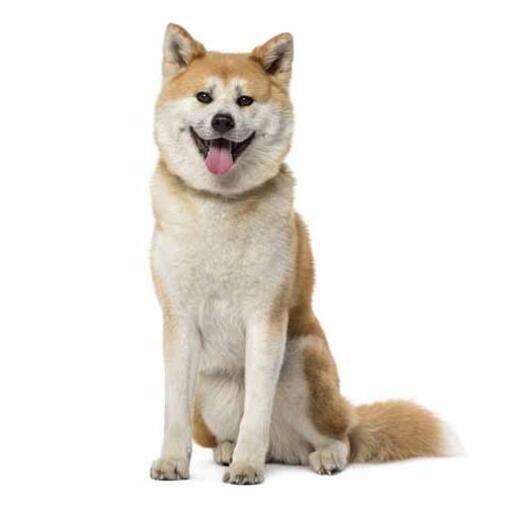 Akita giapponese