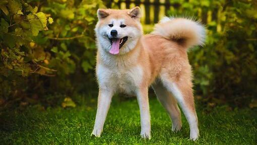 Akita giapponese