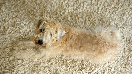 Soft Coated Wheaten Terrier