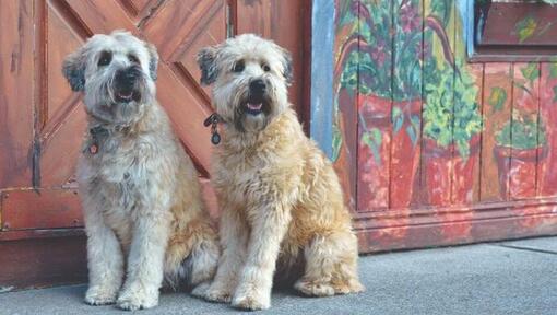 Soft Coated Wheaten Terrier