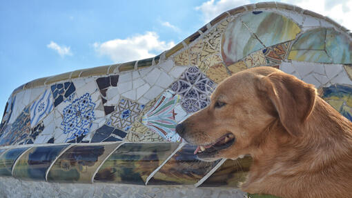 Cane in Spagna