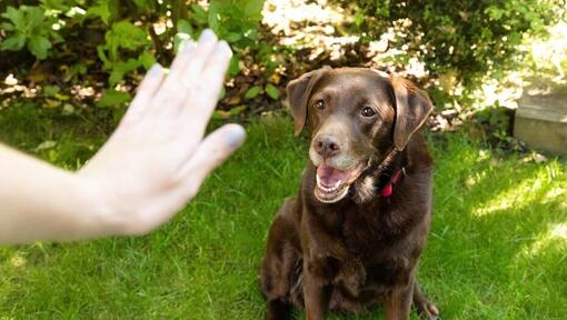 mano di gesti davanti al labrador più anziano