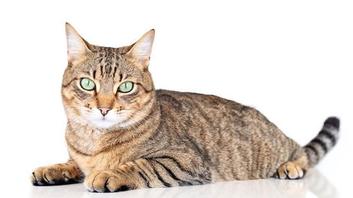 American Shorthair sdraiato