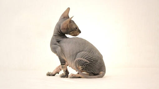 Peterbald - sfondo bianco