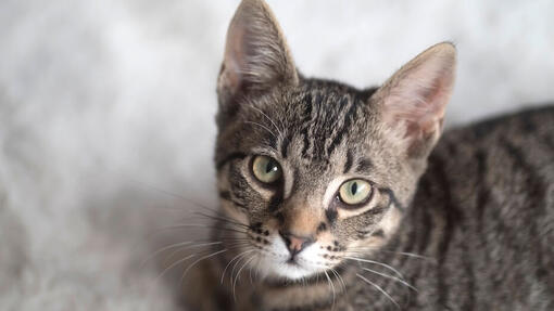 American Shorthair sdraiato