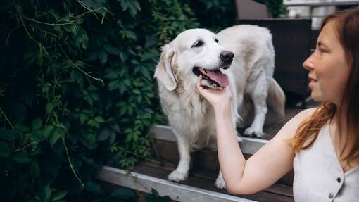 Come legare con il proprio cane