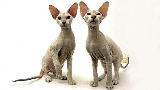 Due gatti Peterbald in uno studio