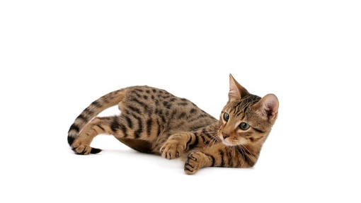 Gatto Serengeti