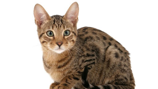 Gatto Serengeti