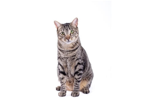 American Shorthair studio