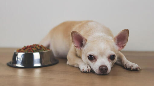 I cani possono mangiare lo sgombro?