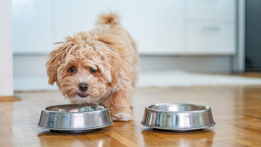 I cani possono mangiare i peperoni?