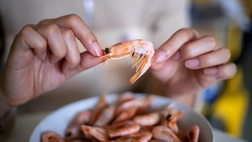 I cani possono mangiare i gamberi?