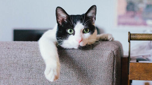 Gatto bianco e nero che si rilassa sul divano