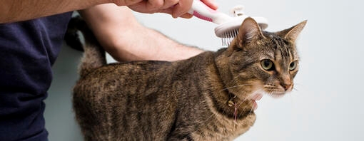 Gatto che viene spazzolato