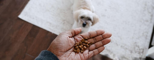 Scoprite il miglior cibo secco per cani di Purina