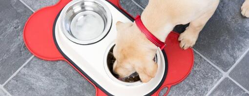 Alimentazione cane adulto: guida completa