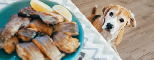 I cani possono mangiare lo sgombro?