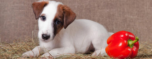 I cani possono mangiare i peperoni?