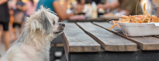 I cani possono mangiare i gamberi?