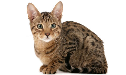 Gatto Serengeti